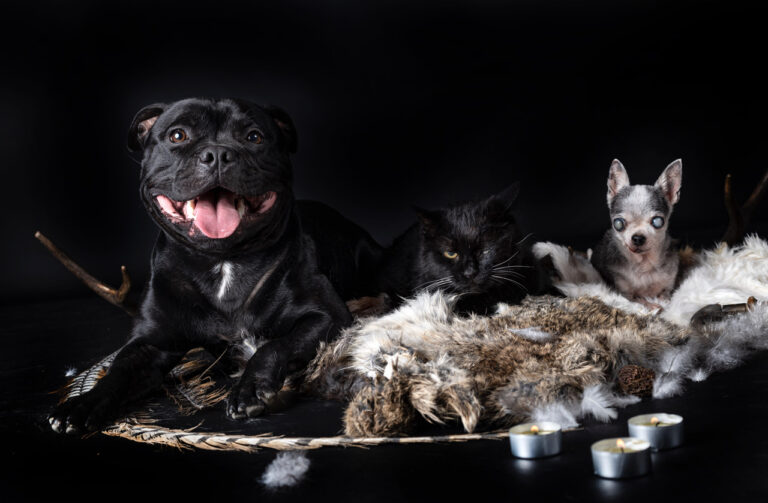 Honden en katten